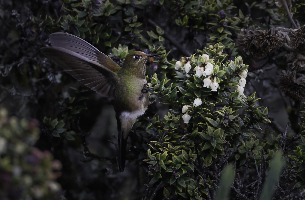 Bronze-tailed Thornbill - ML622017994