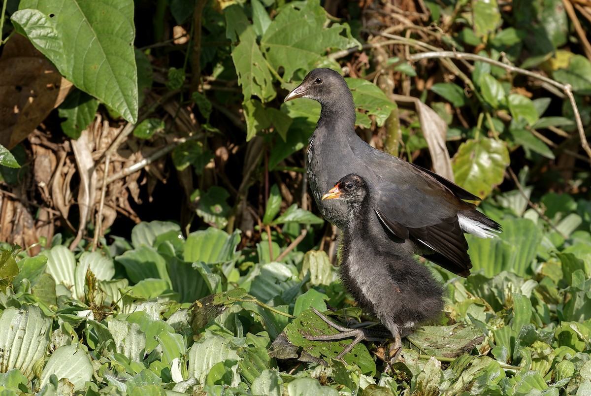 Common Gallinule - ML622018013