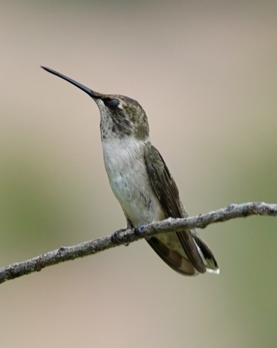 Black-chinned Hummingbird - Raymond Ortiz