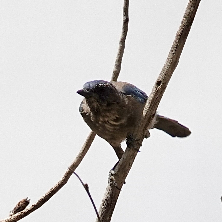 Woodhouse's Scrub-Jay - ML622018031