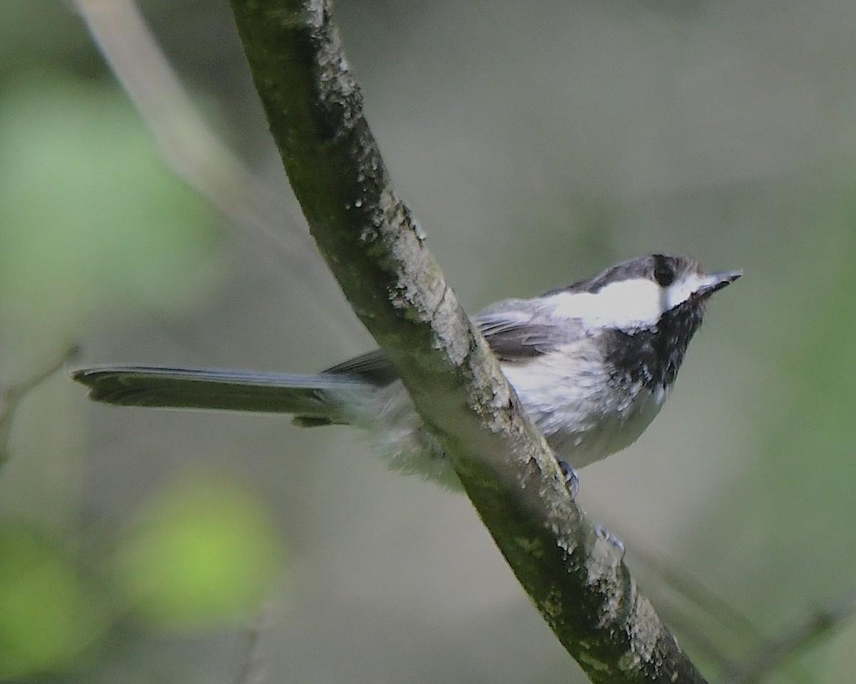 Black-capped Chickadee - ML622018038