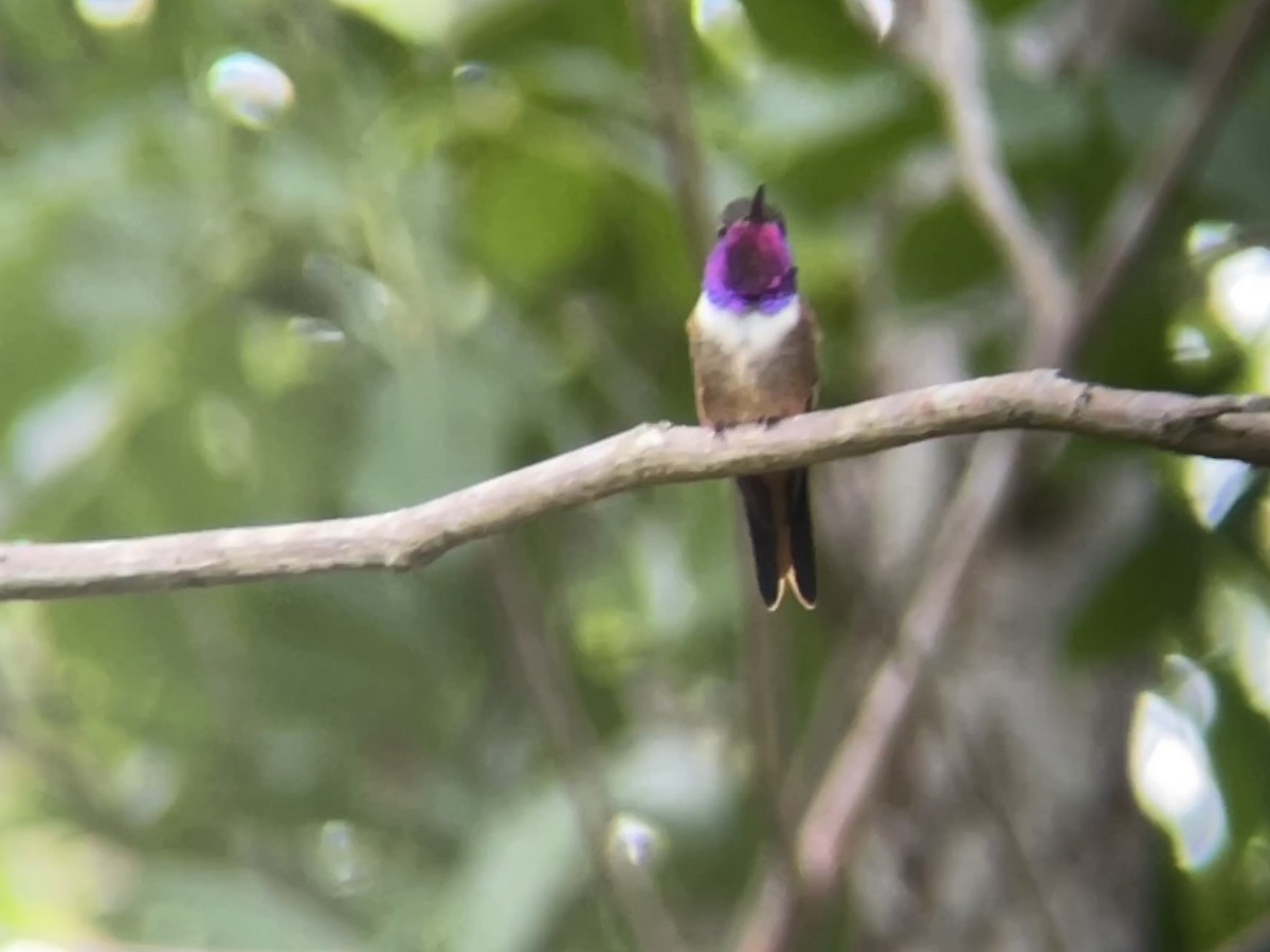 Bahama Woodstar - Elijah Embury