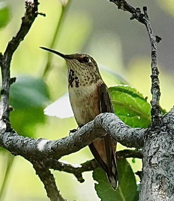 Rufous Hummingbird - ML622018046