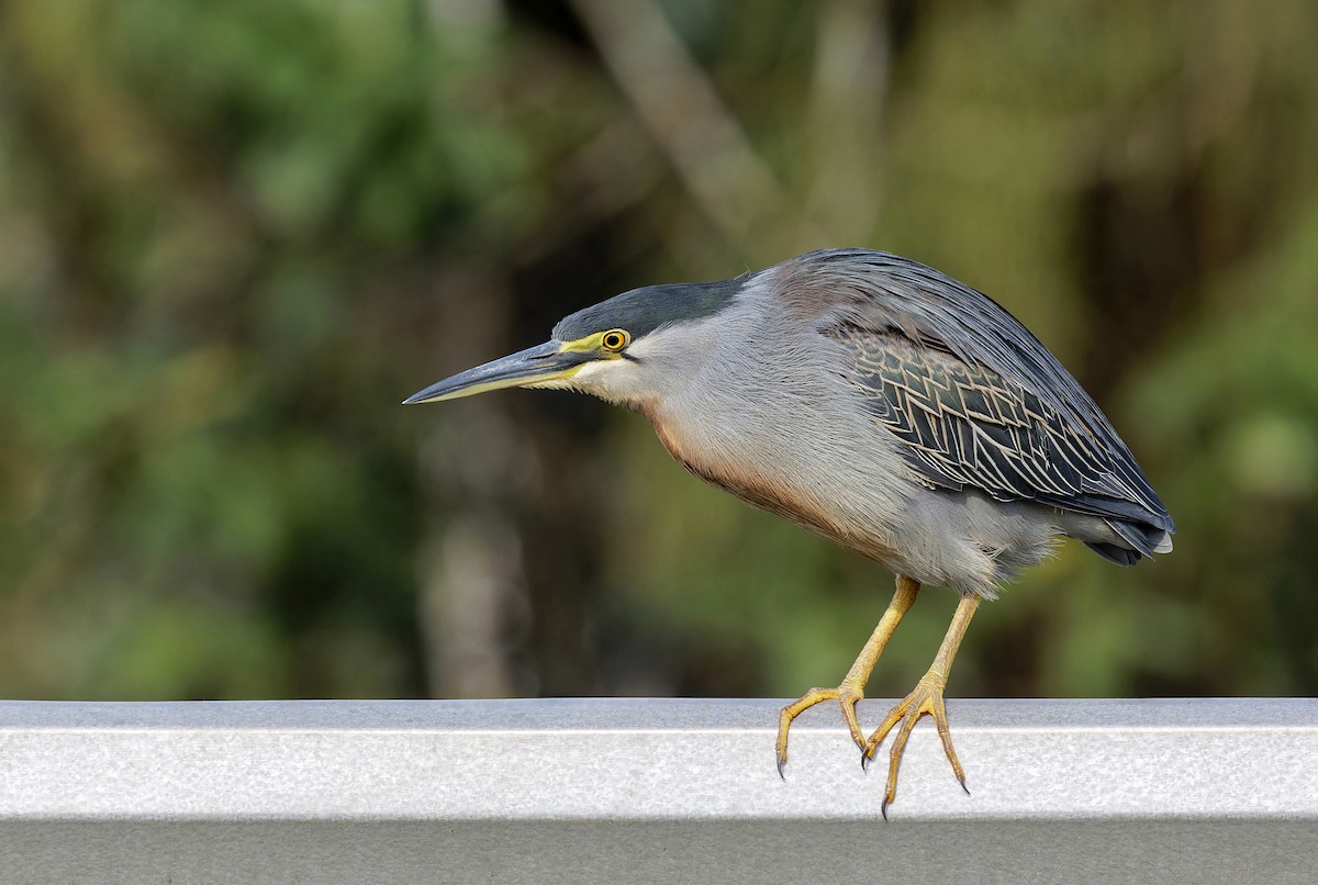 Striated Heron - ML622018048