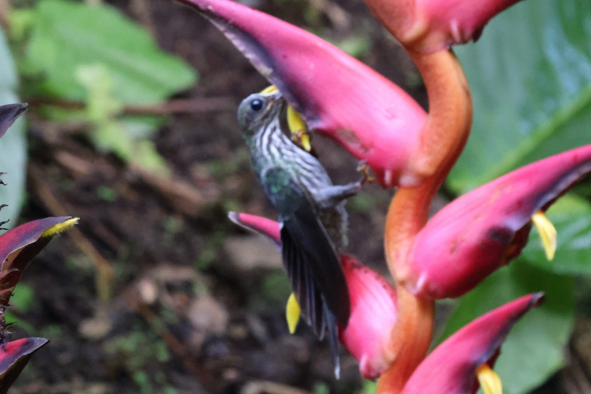 White-tipped Sicklebill - Phil Kenny