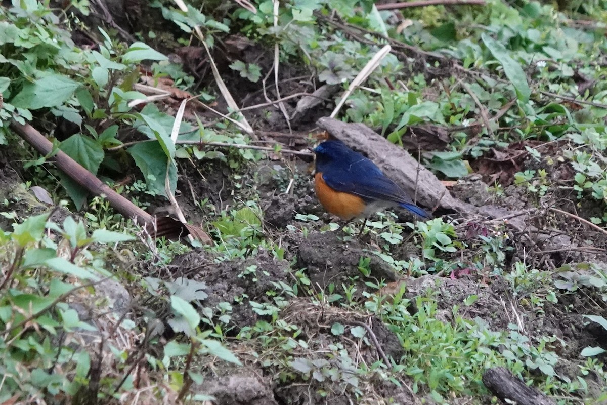 Rufous-breasted Bush-Robin - ML622018073