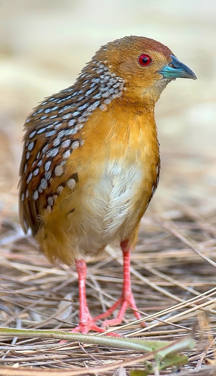 Ocellated Crake - ML622018082