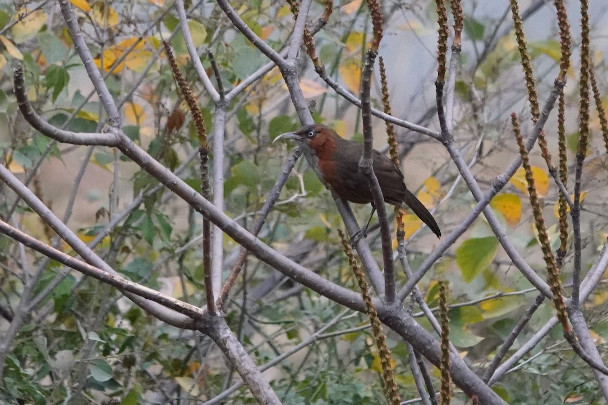 Rusty-cheeked Scimitar-Babbler - ML622018097