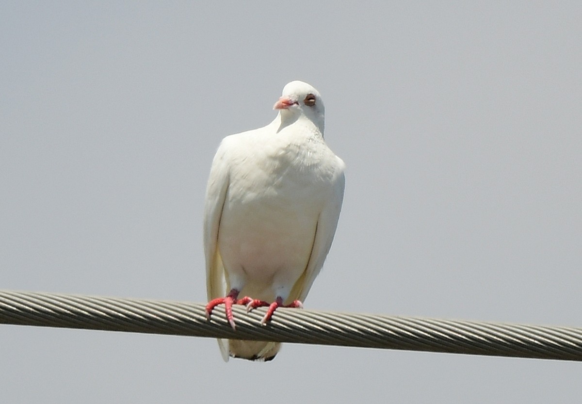 Rock Pigeon (Feral Pigeon) - ML622018104