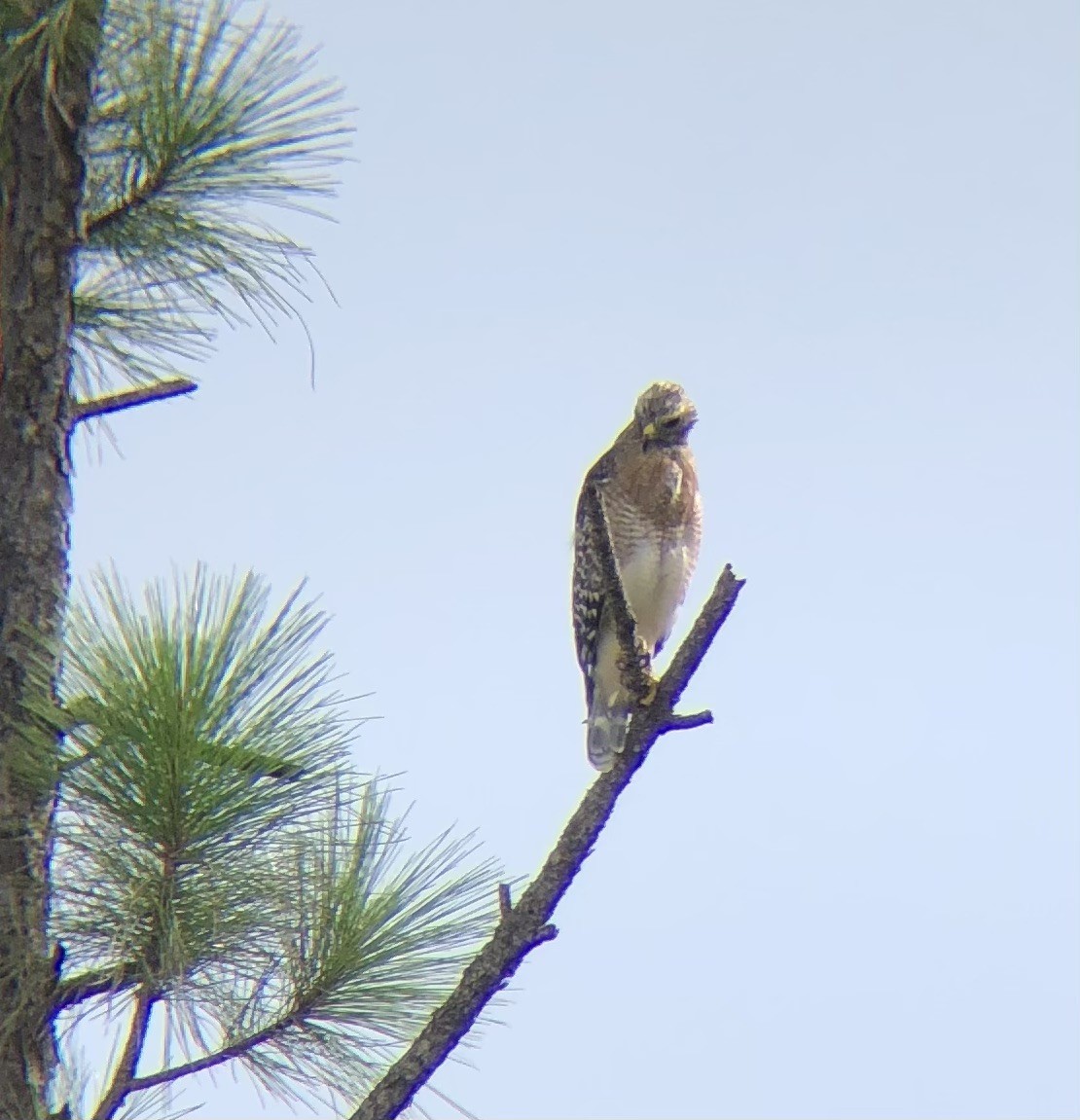 Red-shouldered Hawk - ML622018344