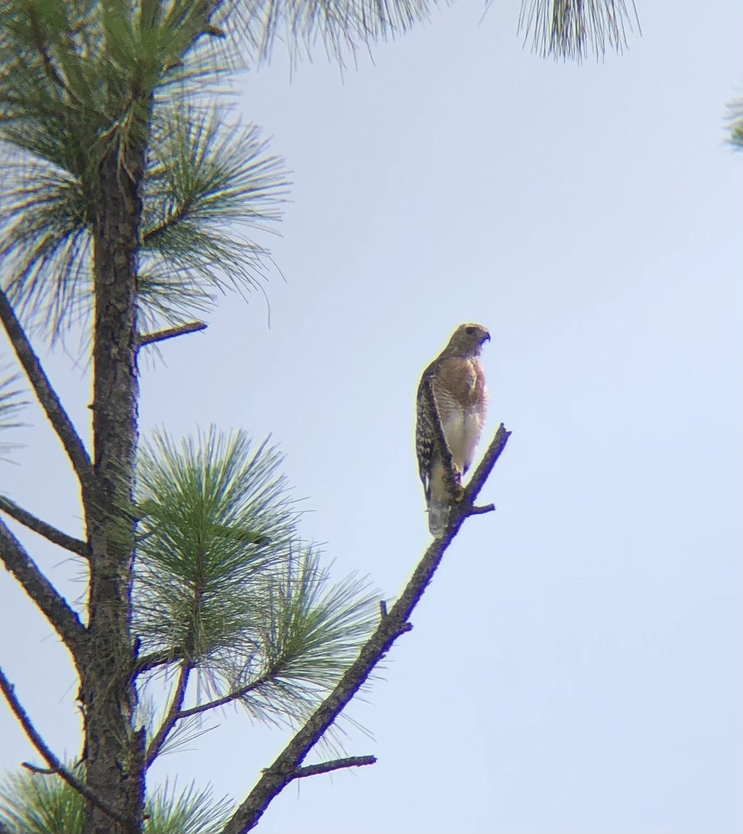 Red-shouldered Hawk - ML622018345