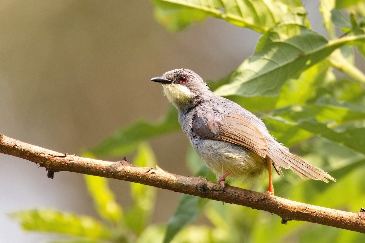 White-chinned Prinia - ML622018397