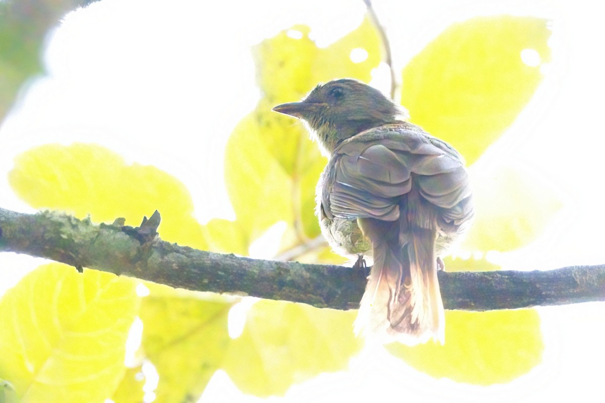 Little Greenbul - ML622018399