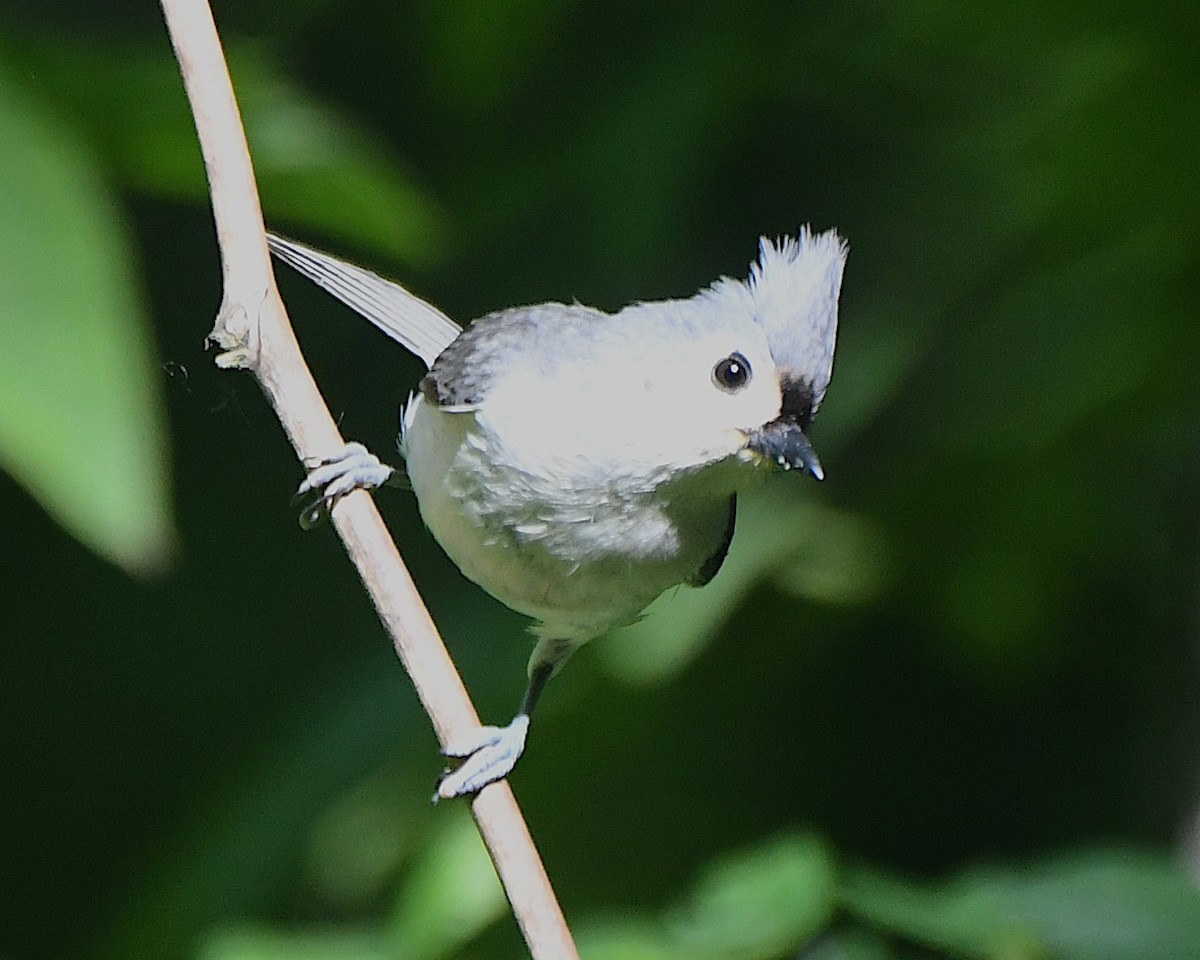 Tufted Titmouse - ML622018418