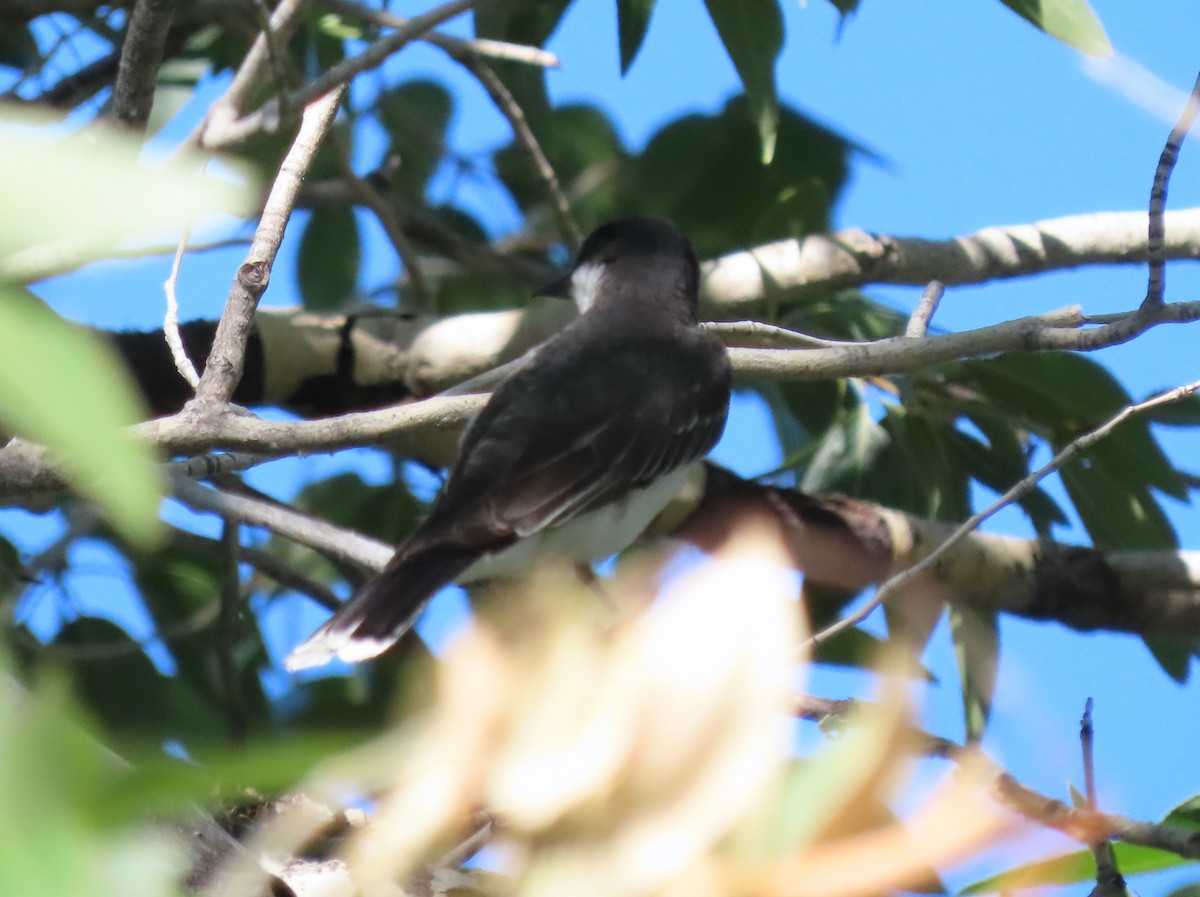 Eastern Kingbird - ML622018462