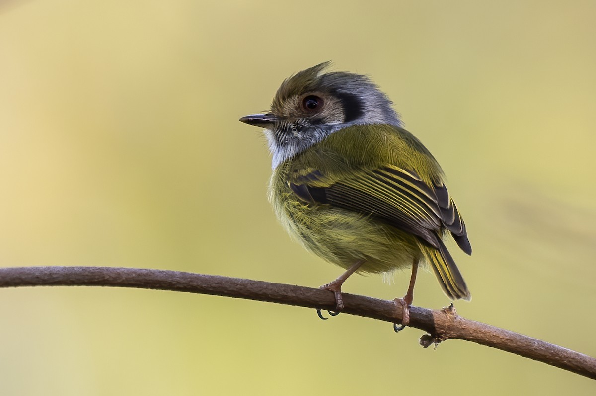 Eared Pygmy-Tyrant - ML622018617
