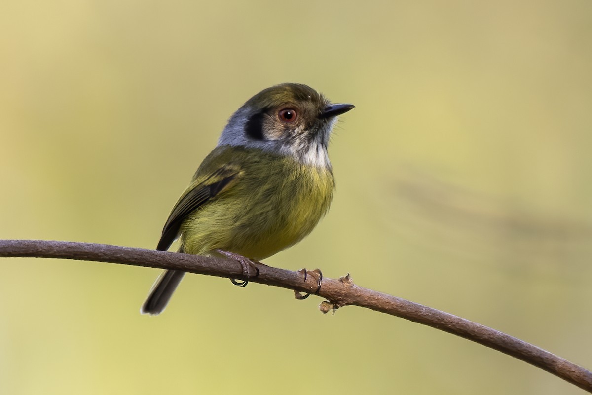 Eared Pygmy-Tyrant - ML622018619