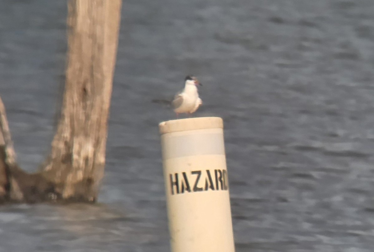 Forster's Tern - ML622018622