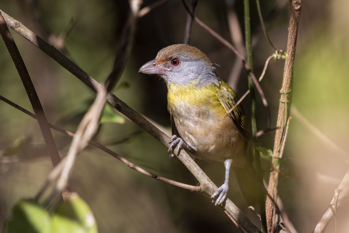 Rufous-browed Peppershrike - ML622018661