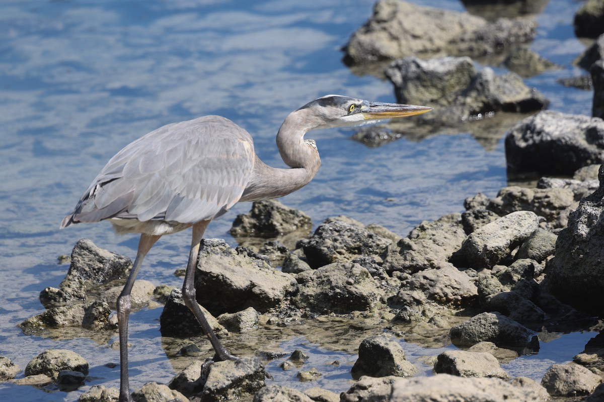 Great Blue Heron - Ian Thompson