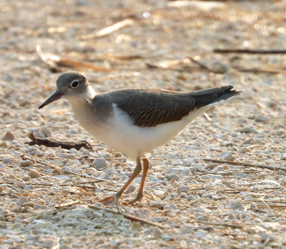 Spotted Sandpiper - ML622018805