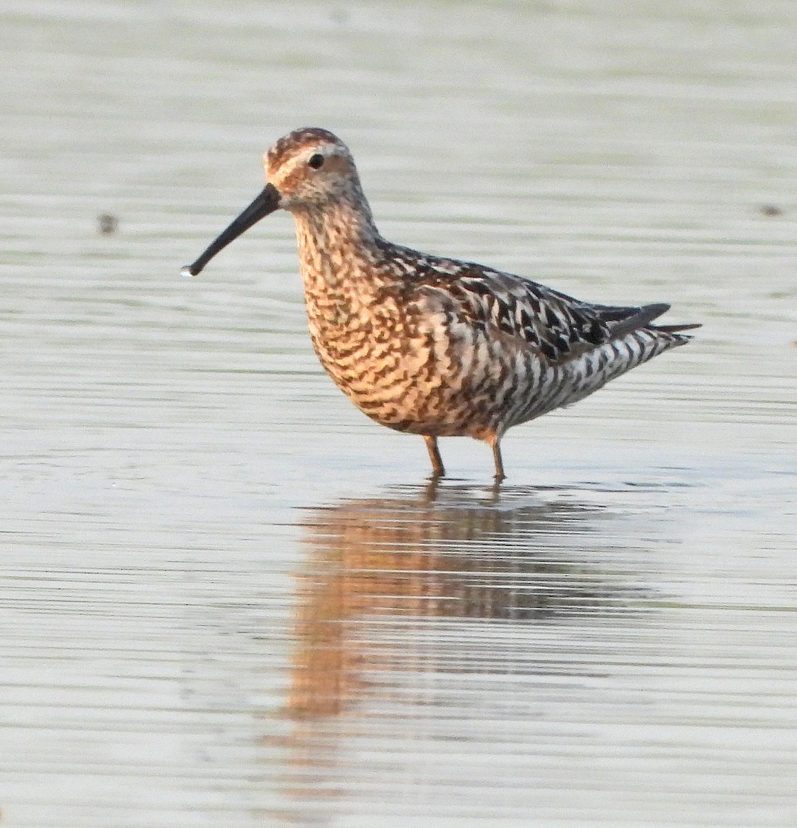 Bindenstrandläufer - ML622018822