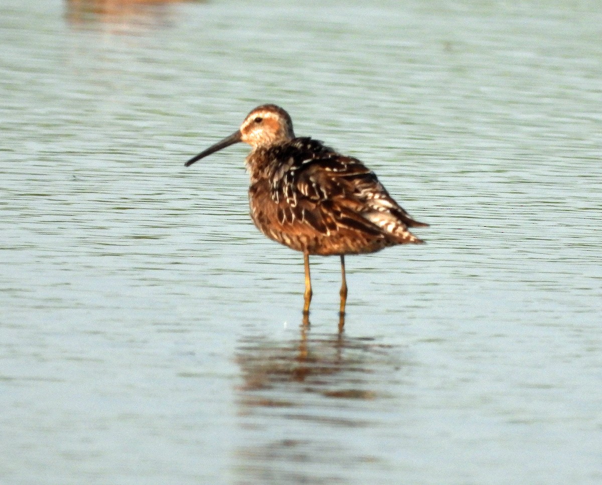 Bindenstrandläufer - ML622018824