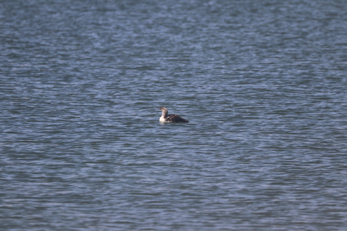 Red-throated Loon - ML622018903