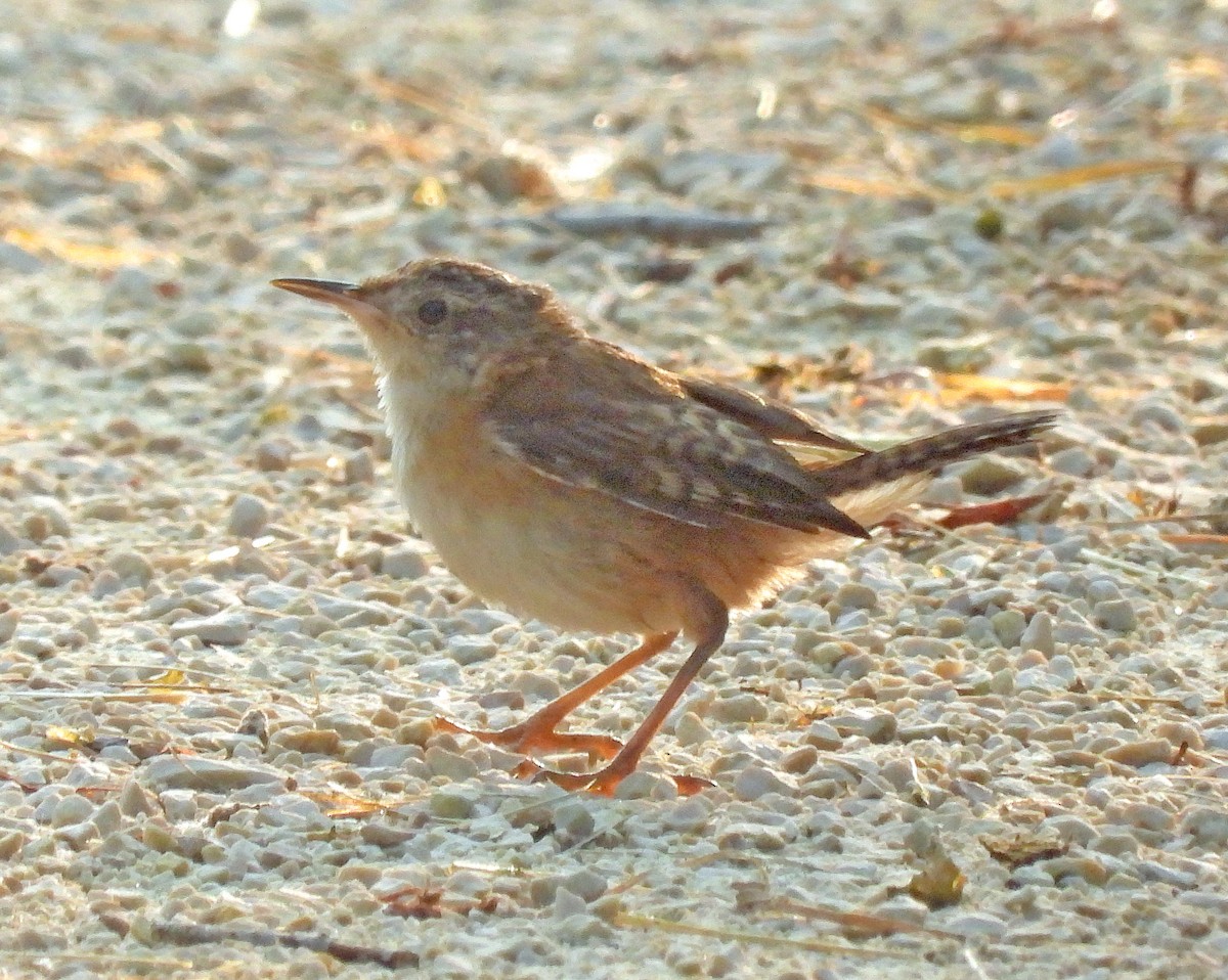 Marsh Wren - ML622018907