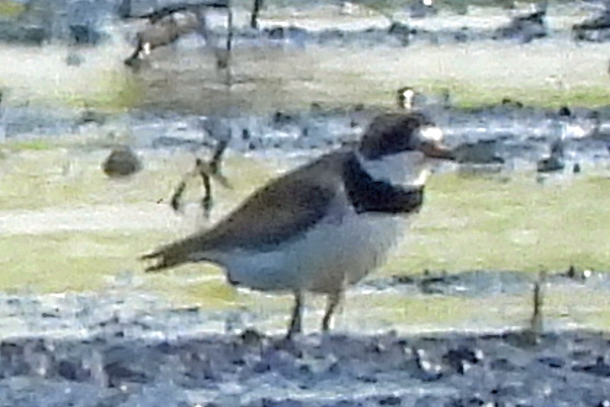 Semipalmated Plover - ML622018930