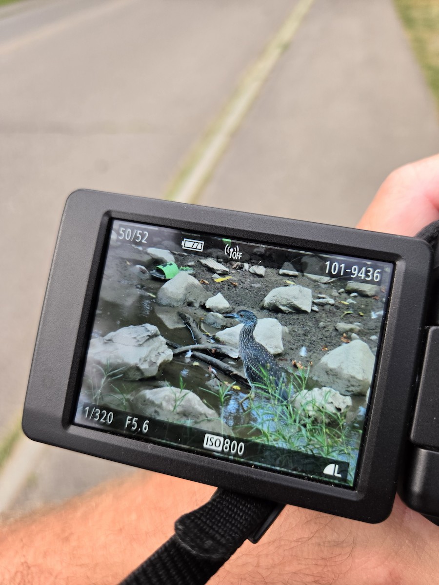 Yellow-crowned Night Heron - ML622018937