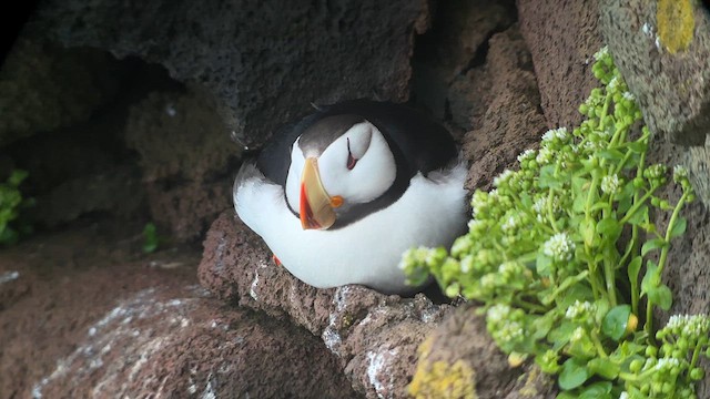 Horned Puffin - ML622018939