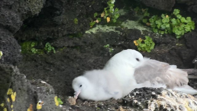 Northern Fulmar (Pacific) - ML622018975