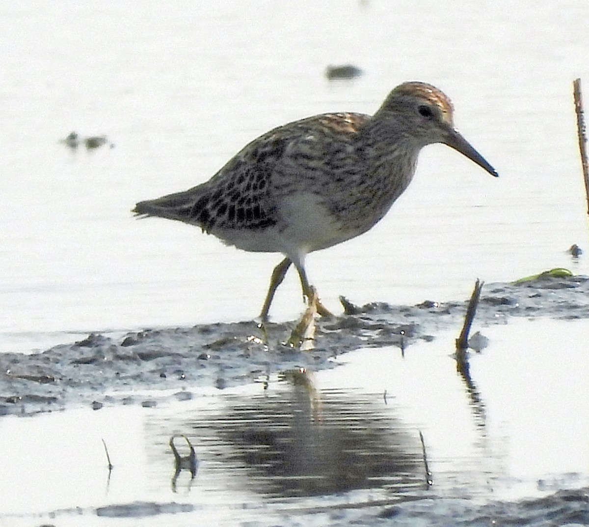 Graubrust-Strandläufer - ML622018996