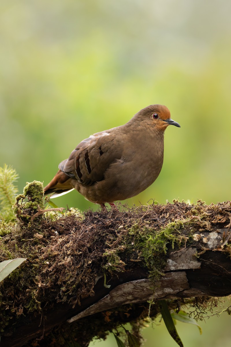 Maroon-chested Ground Dove - ML622019020