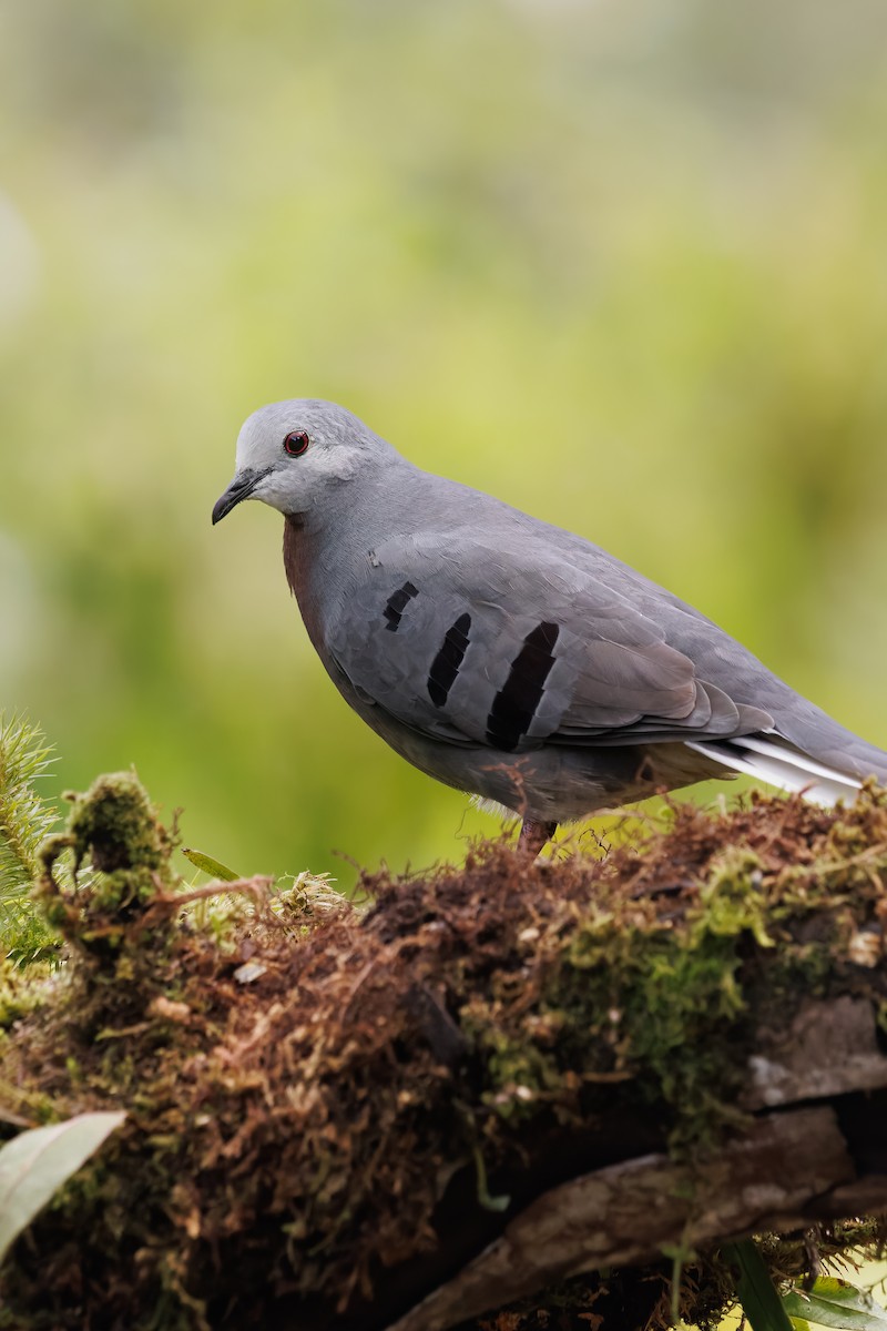 Maroon-chested Ground Dove - ML622019021