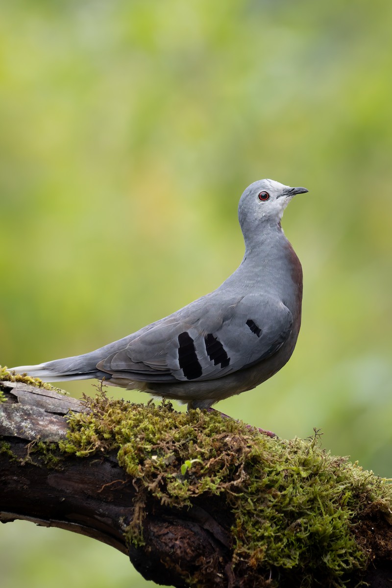 Maroon-chested Ground Dove - ML622019022