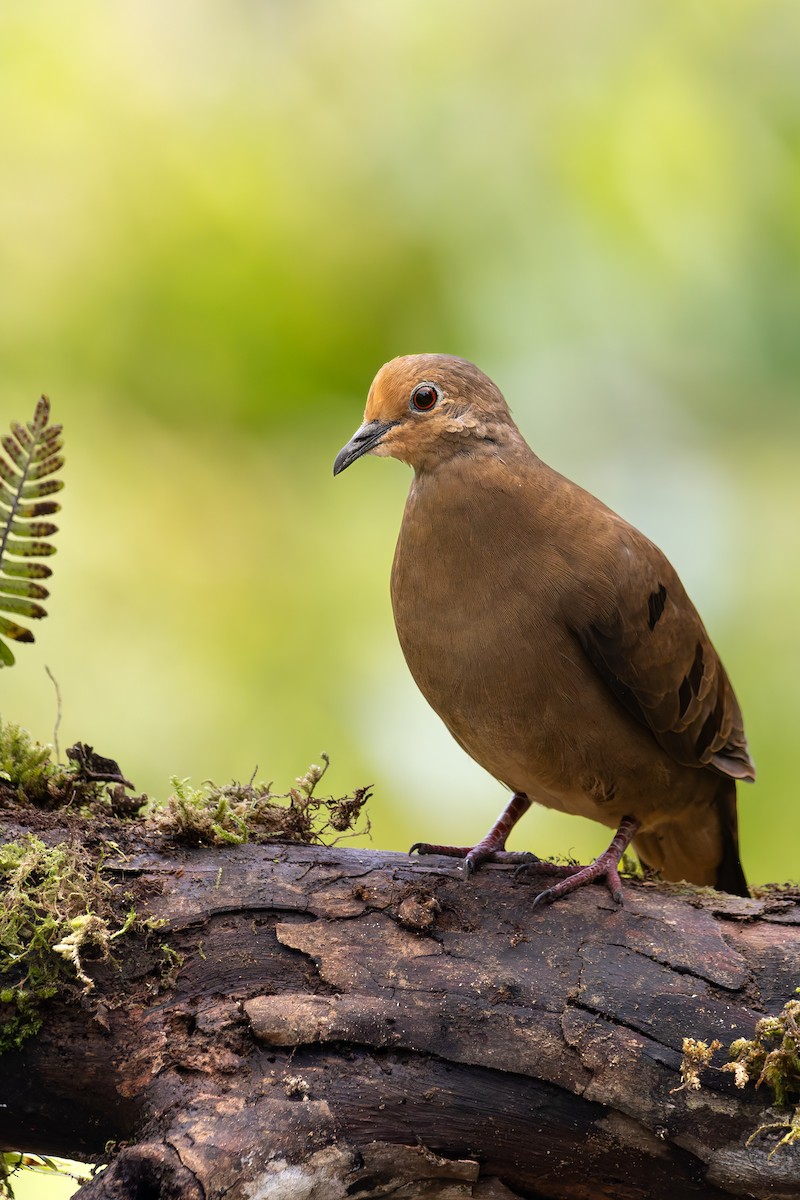 Maroon-chested Ground Dove - ML622019023