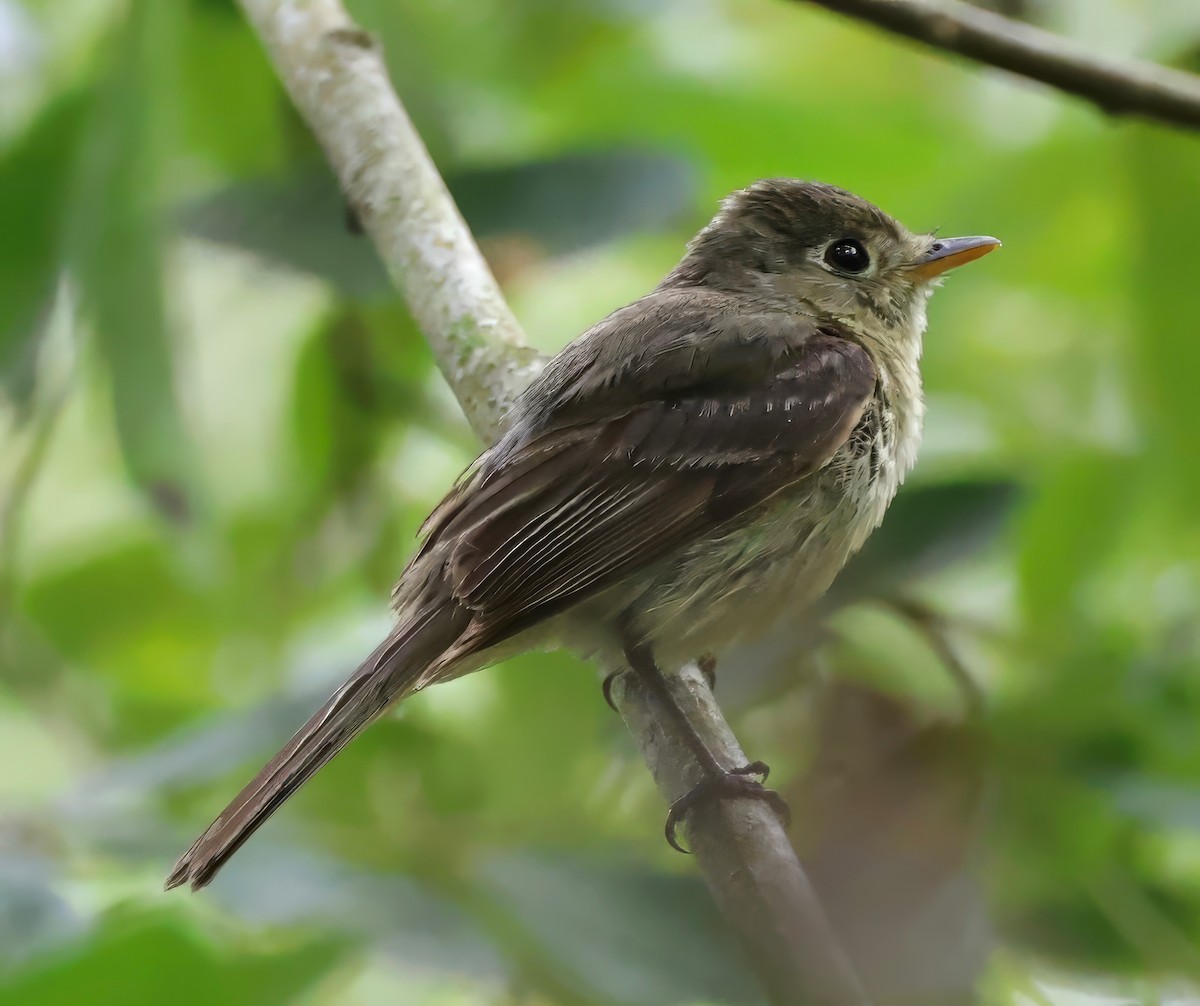 Western Flycatcher - ML622019192