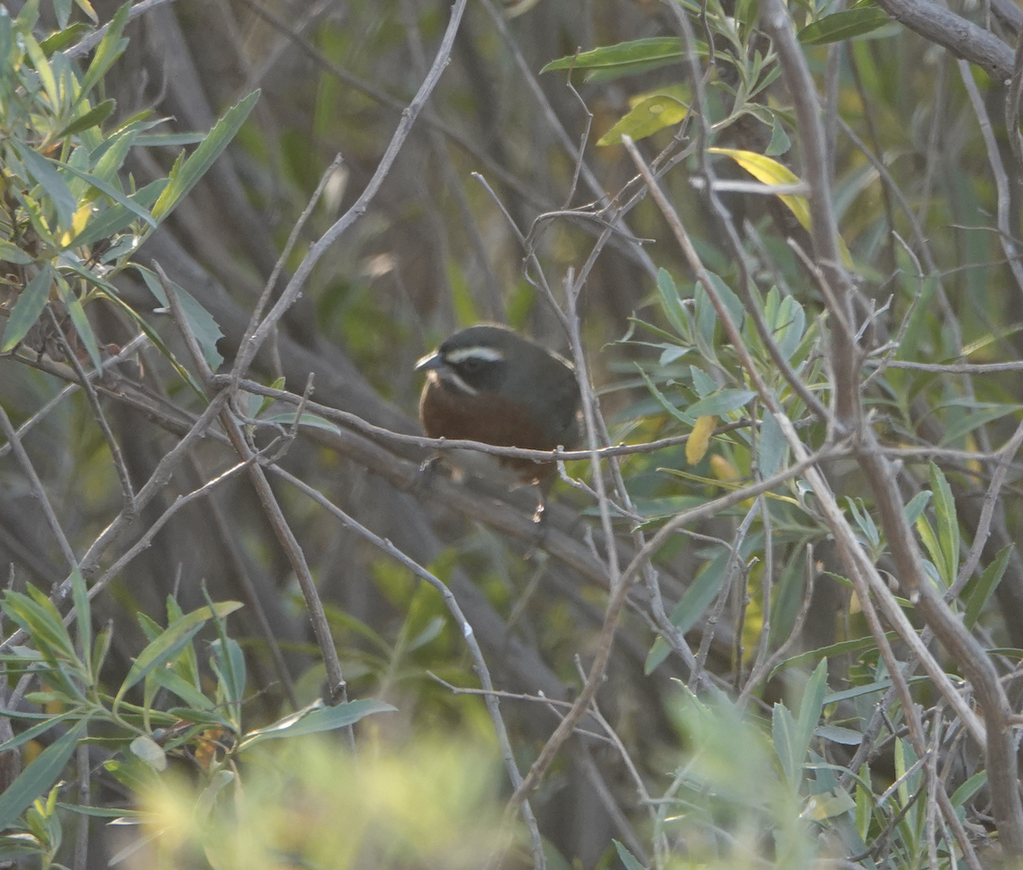 Black-and-chestnut Warbling Finch - ML622019252