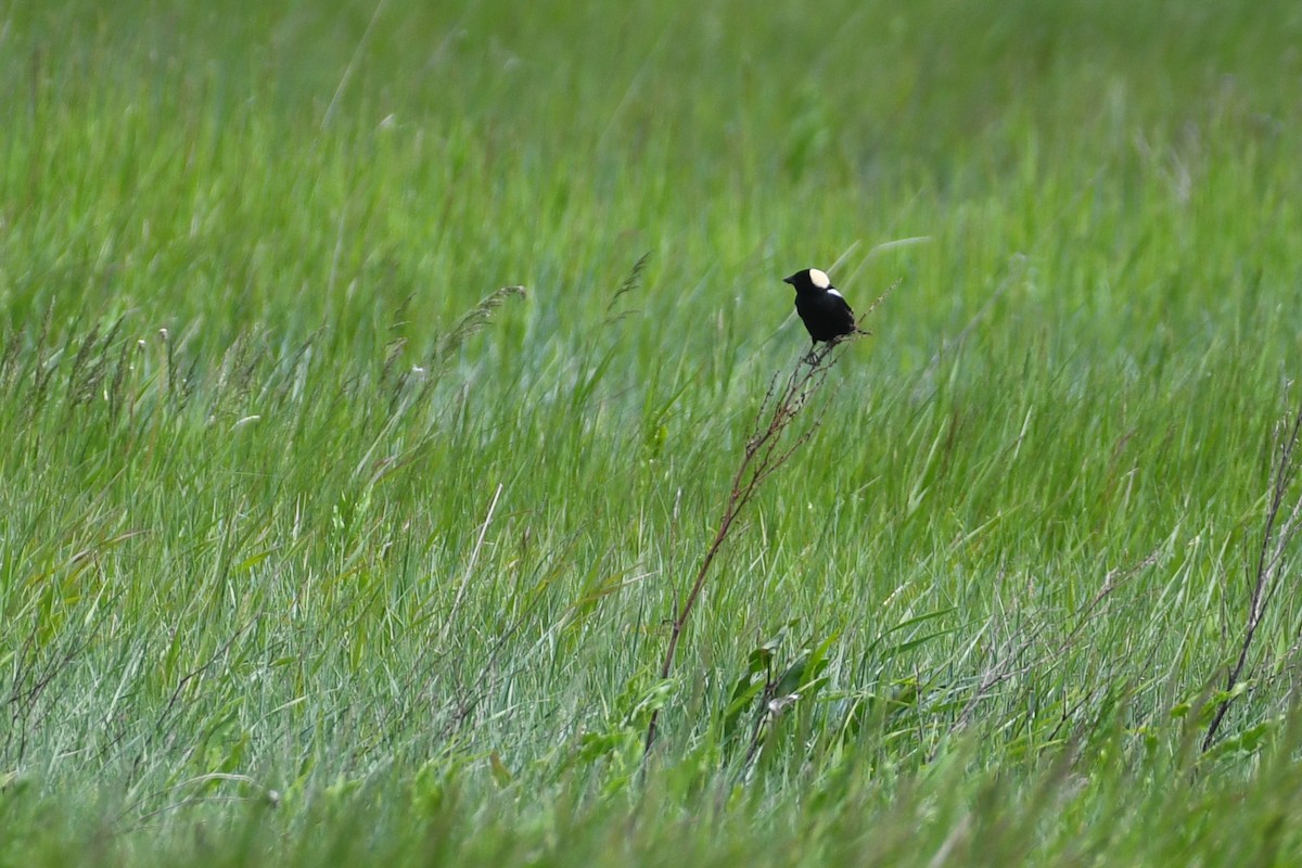 Bobolink - ML622019419