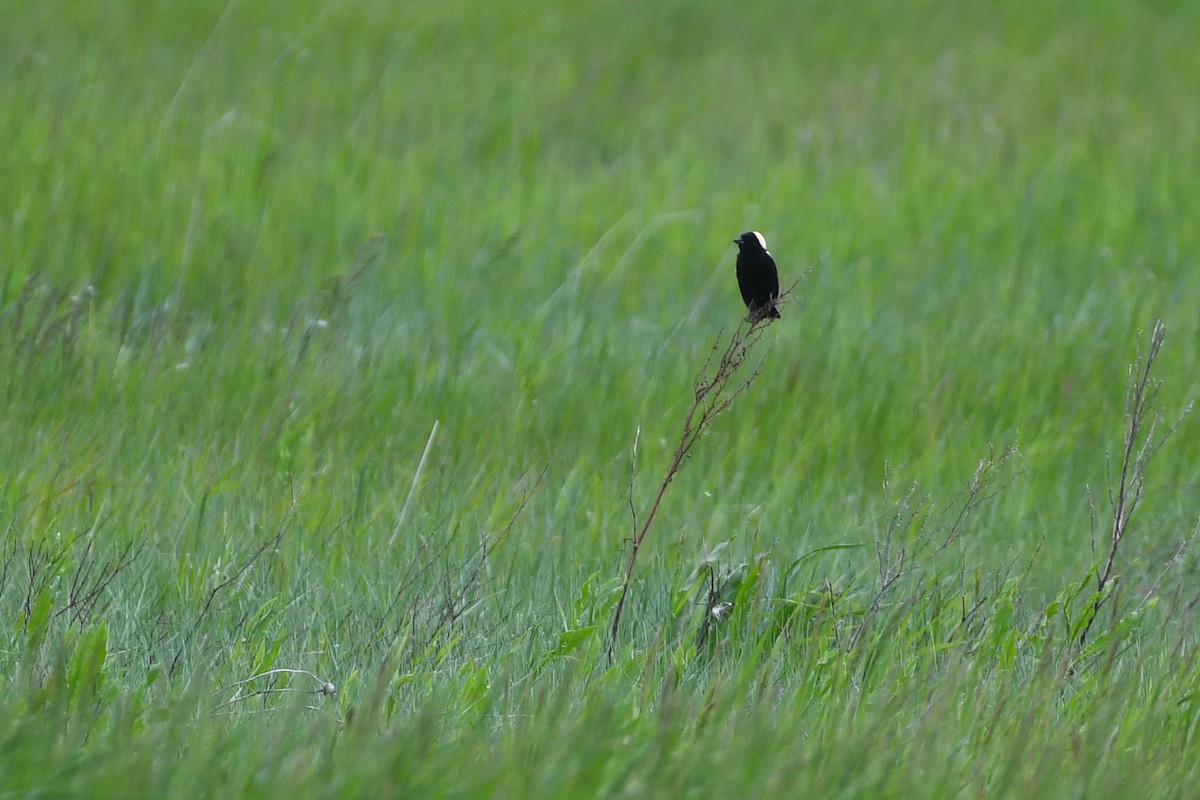 Bobolink - ML622019421