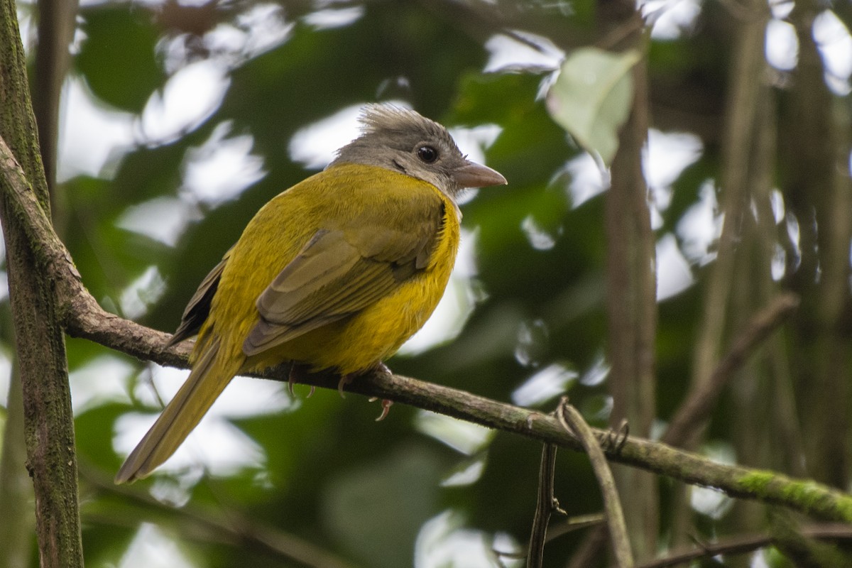 Gray-headed Tanager - ML622019428