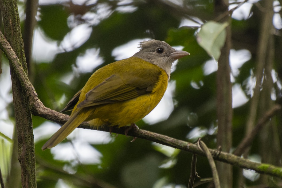Gray-headed Tanager - ML622019429