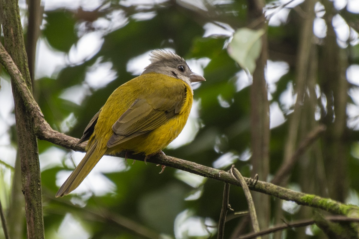 Gray-headed Tanager - ML622019431