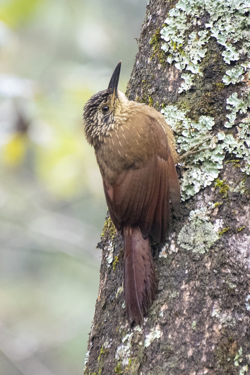 Planalto Woodcreeper - ML622019435