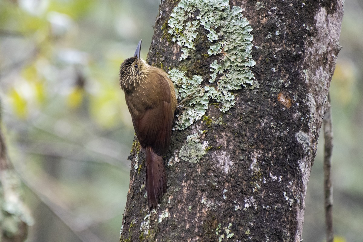 Planalto Woodcreeper - ML622019437