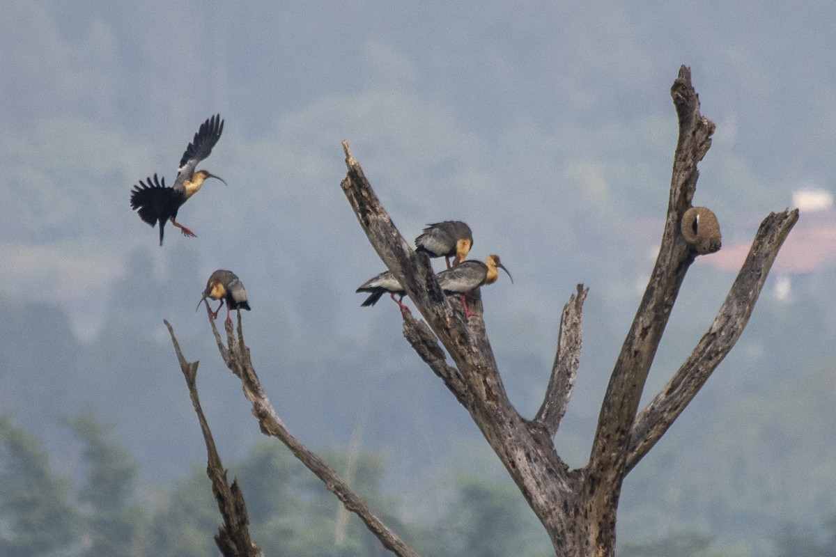 Buff-necked Ibis - ML622019456