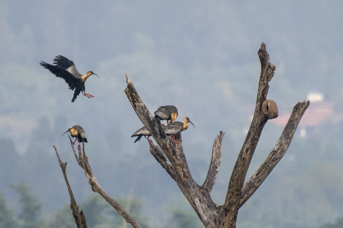 Buff-necked Ibis - ML622019457