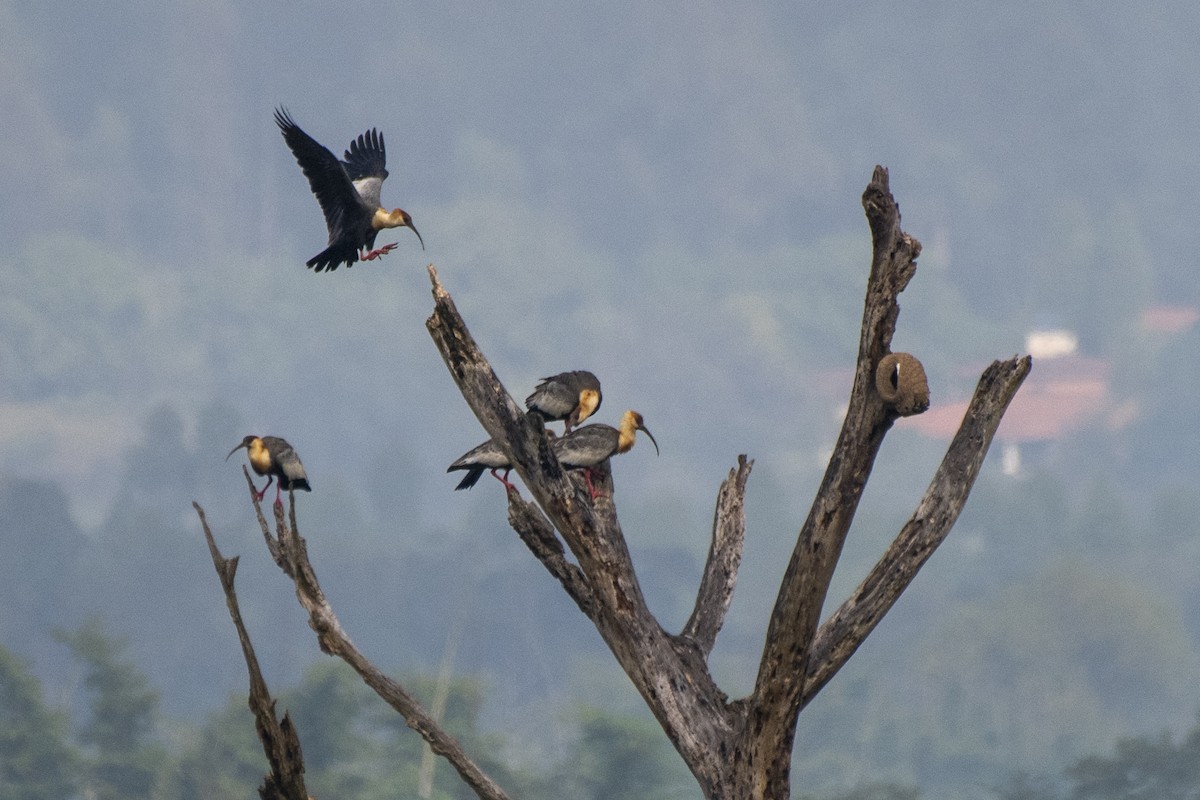 Buff-necked Ibis - ML622019458